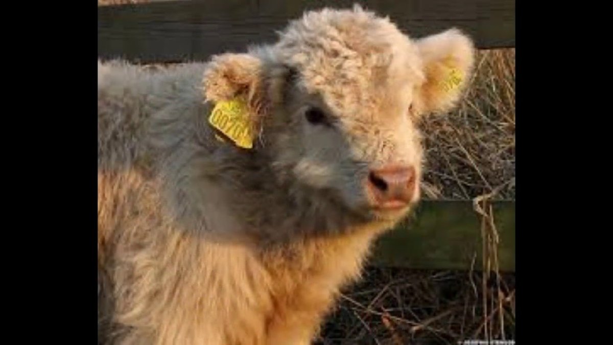 Хайлендские коровы телята