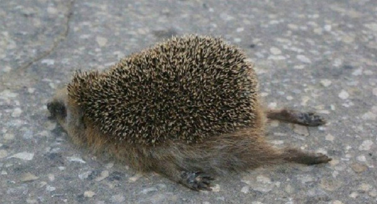 Кто рано встает тот в обед уже