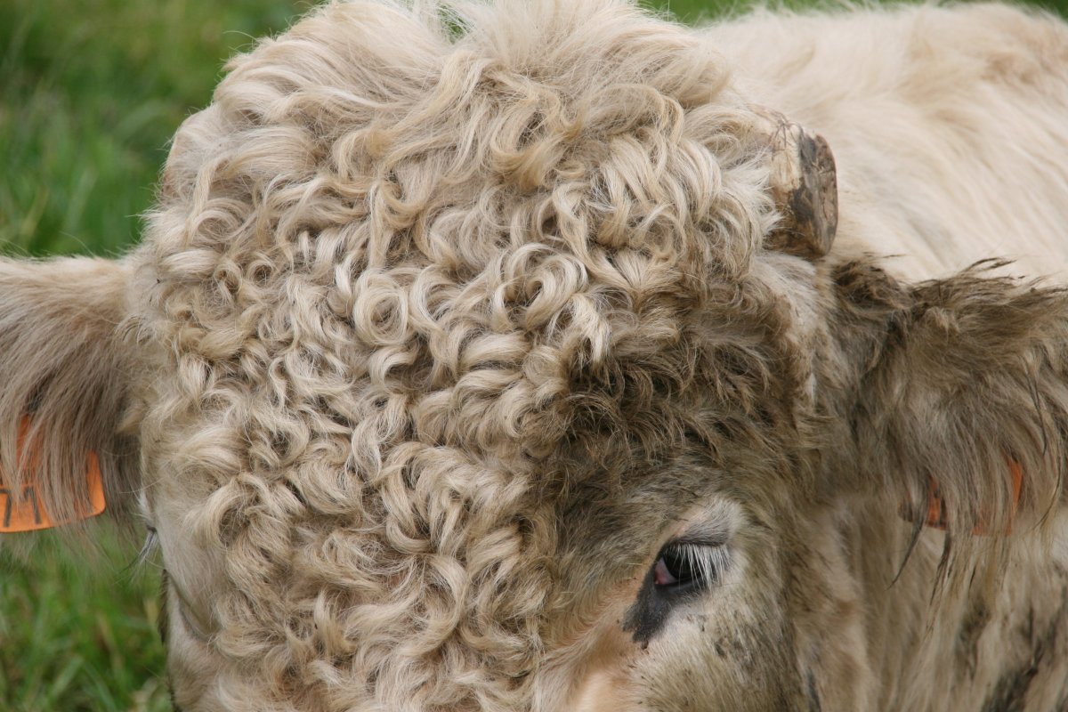 Телята породы хайленд