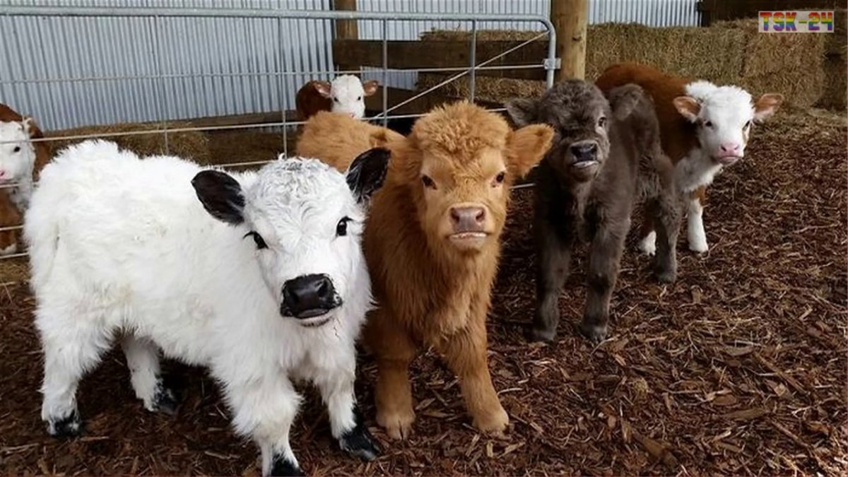 Кудрявая корова