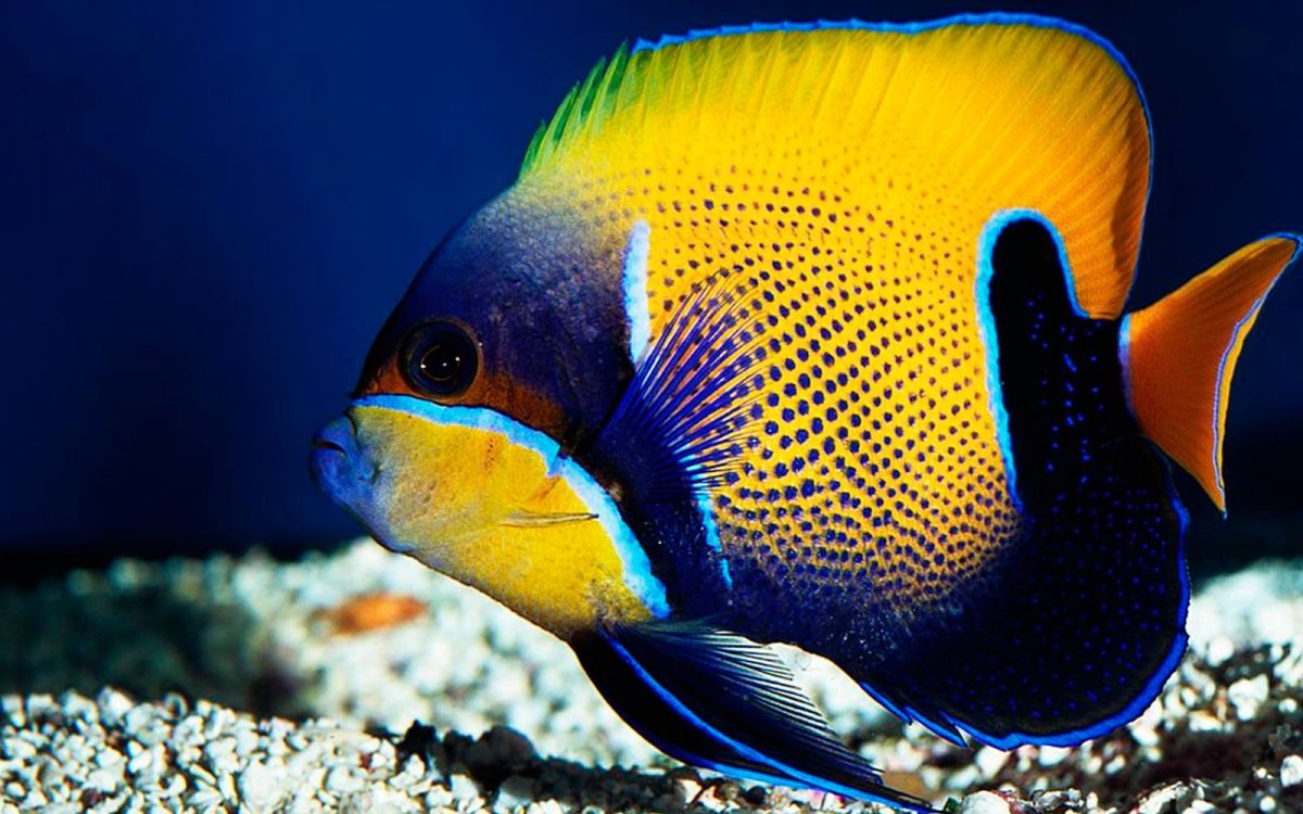 Море яркое с рыбками