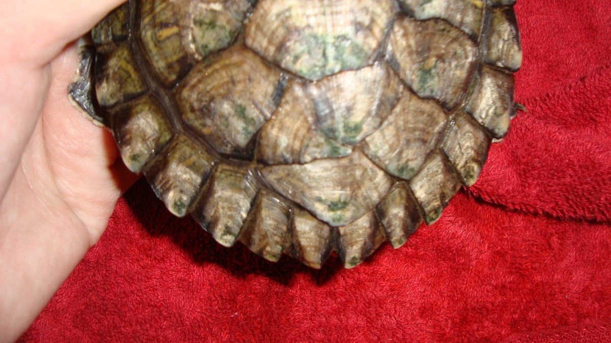 Рахит у черепах красноухих