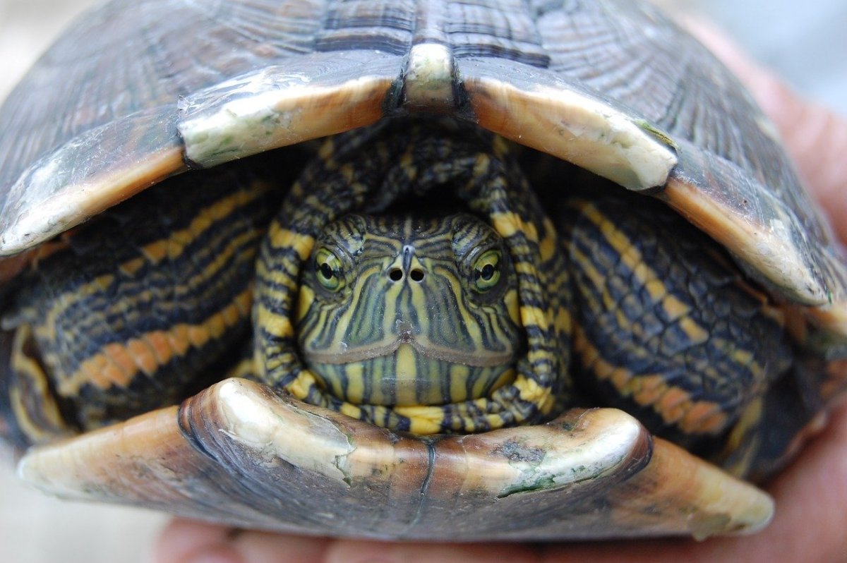 Самка красноухой черепахи