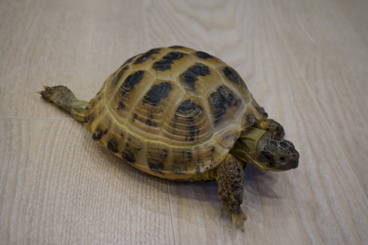 Рахит у черепах