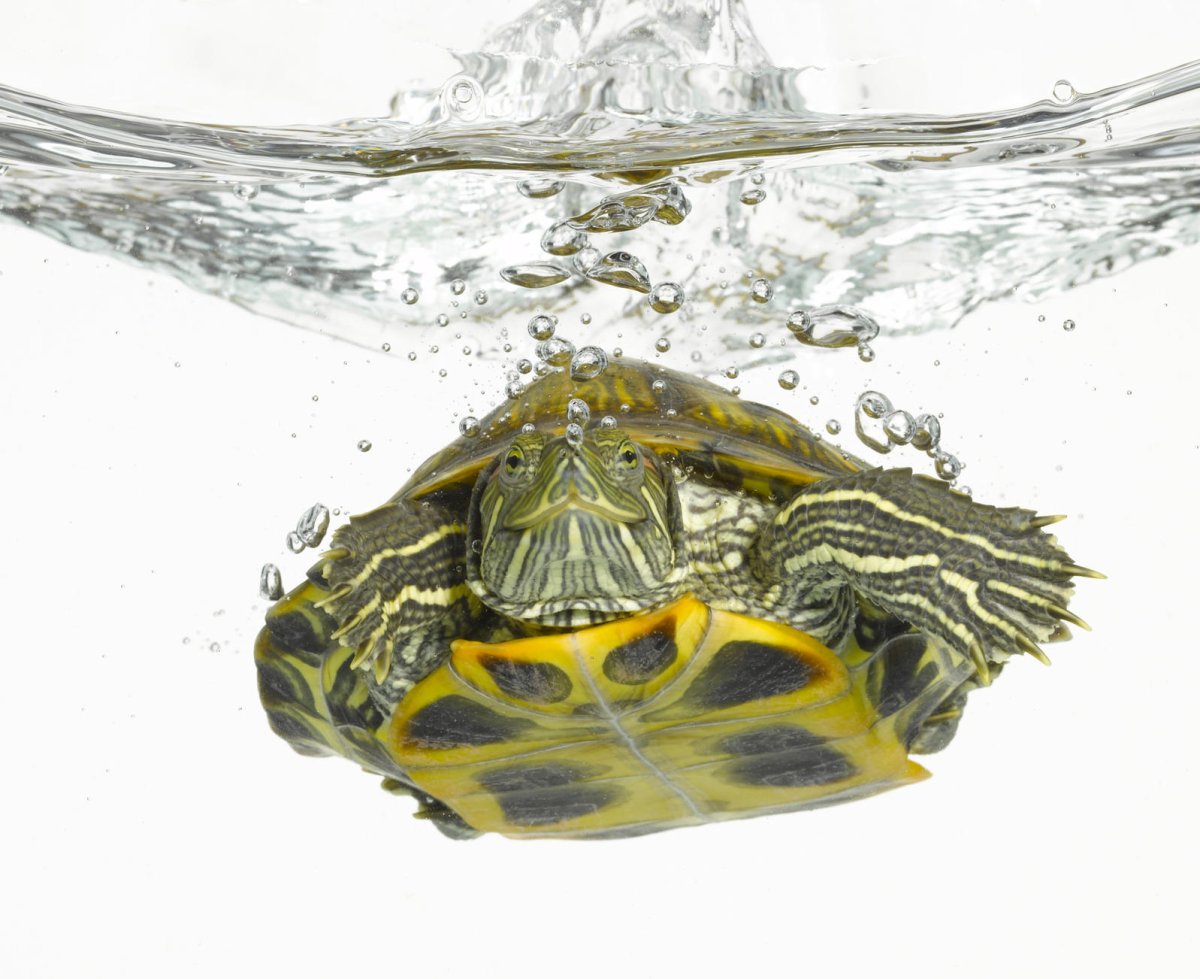 Красноухая черепаха