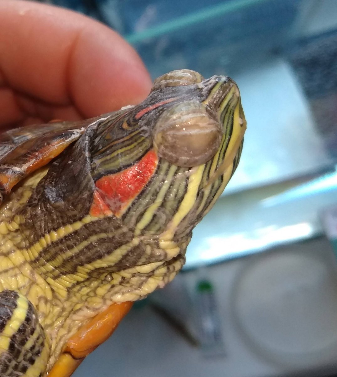 Конъюнктивит у черепахи красноухой