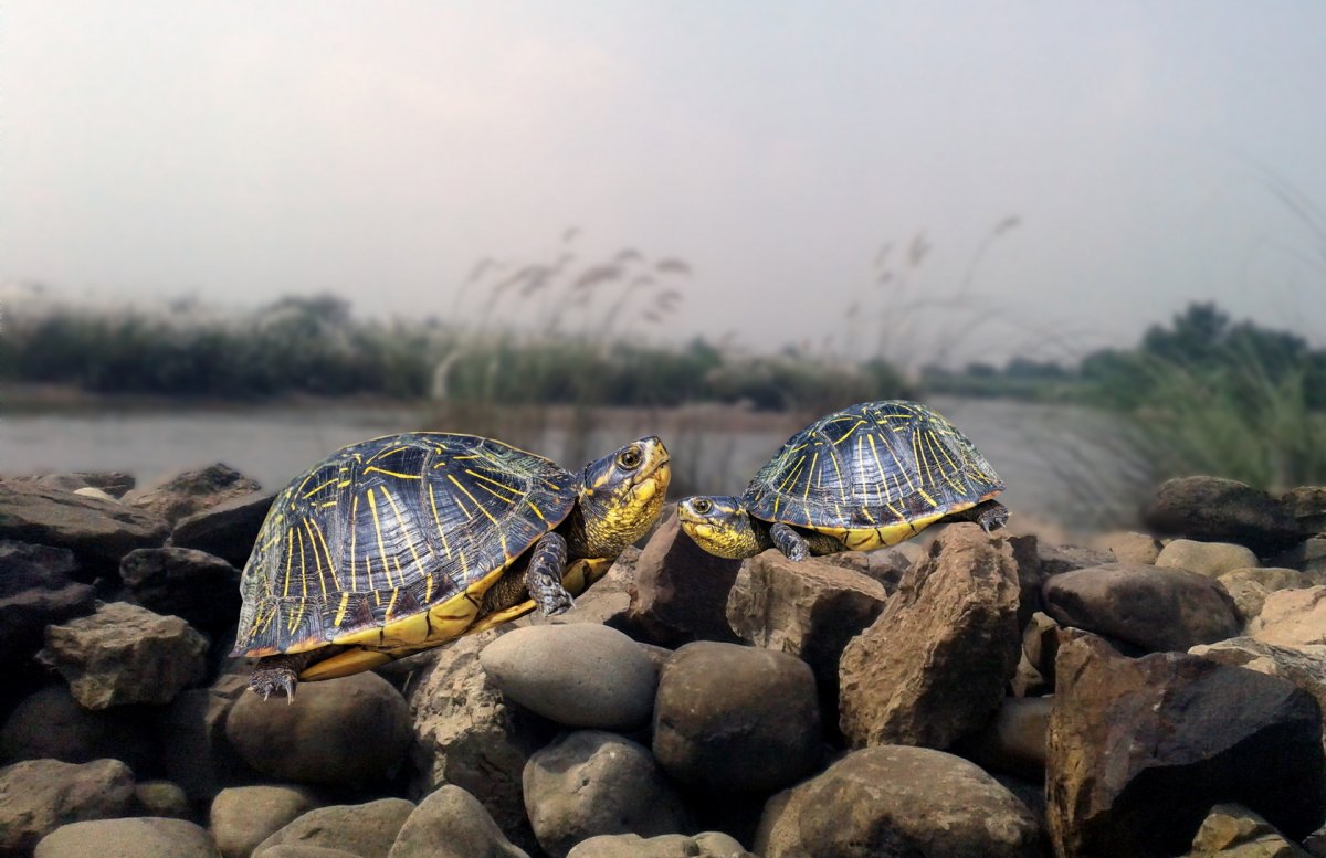 Среднеазиатская красноухая черепаха