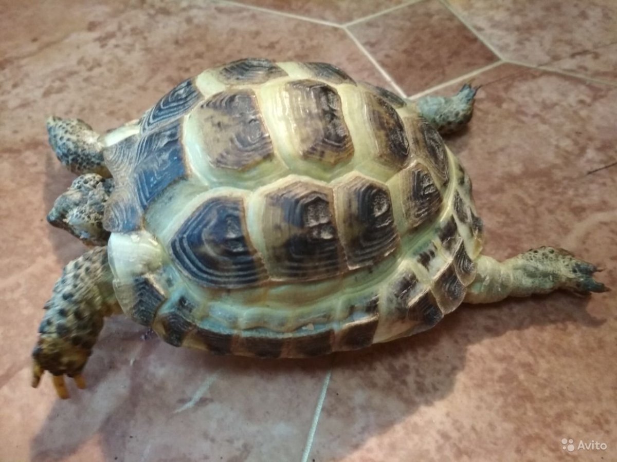 Красноухая черепаха в спячке