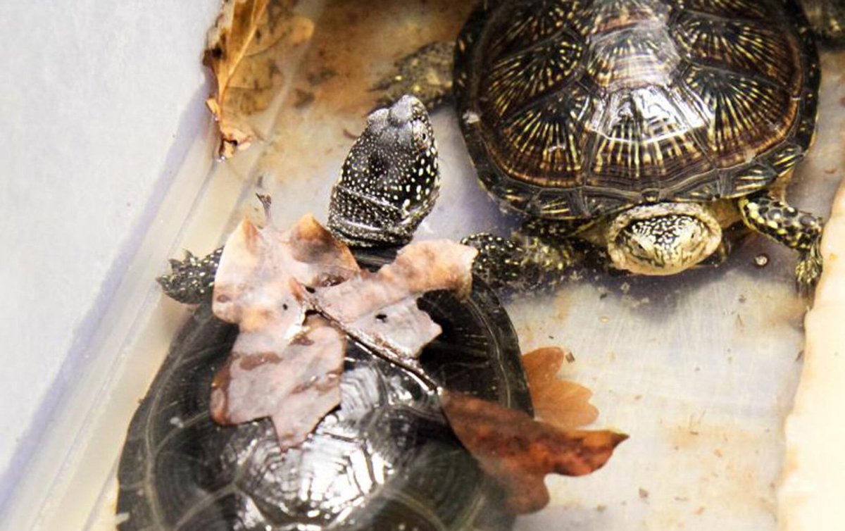 Красноухая черепаха в спячке