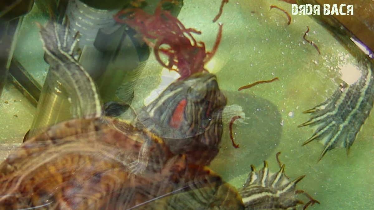 Красноухая черепаха болезни