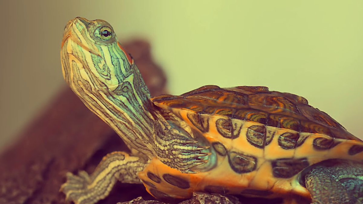 A39 черепаха