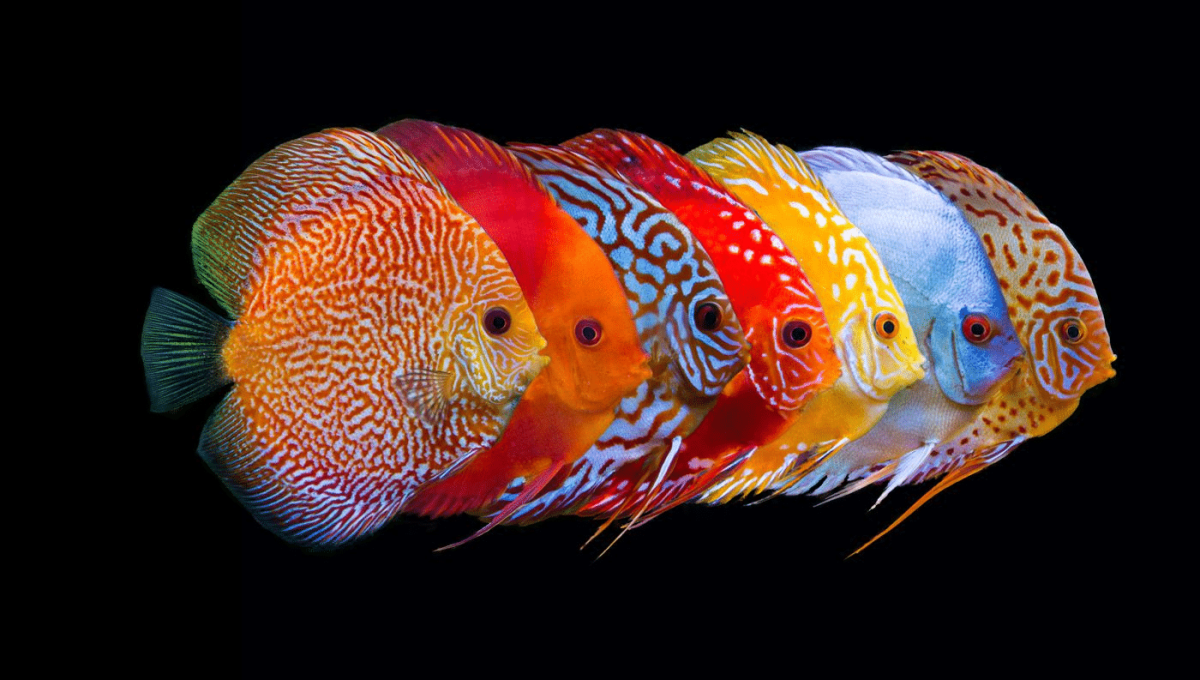 Дискус ассорти