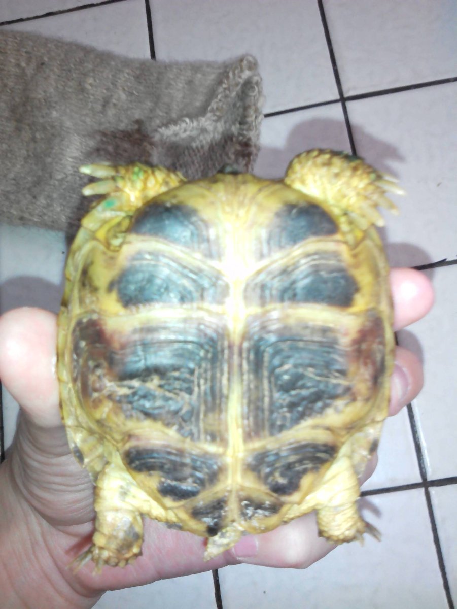 Панцирь красноухой черепахи с рахитом