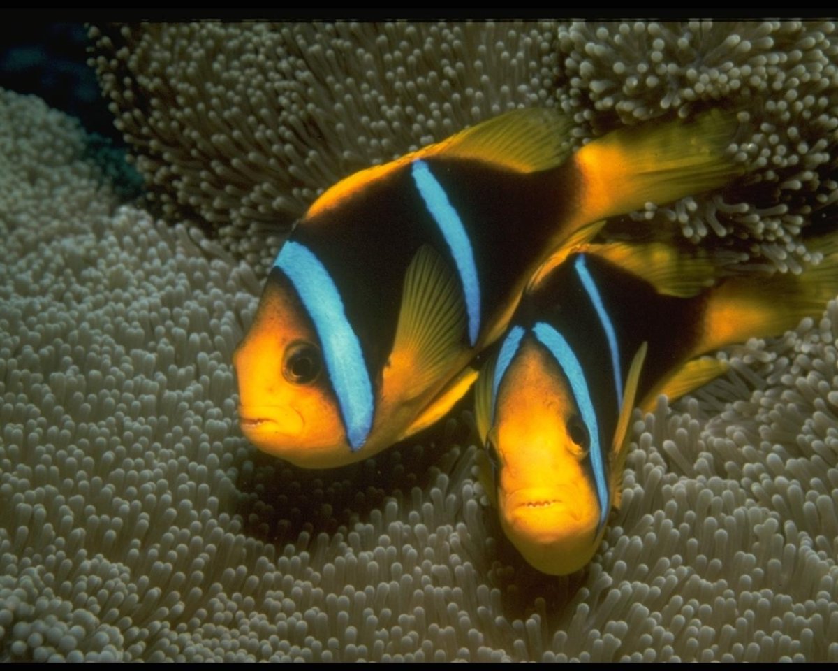 Бойцовая рыбка черная