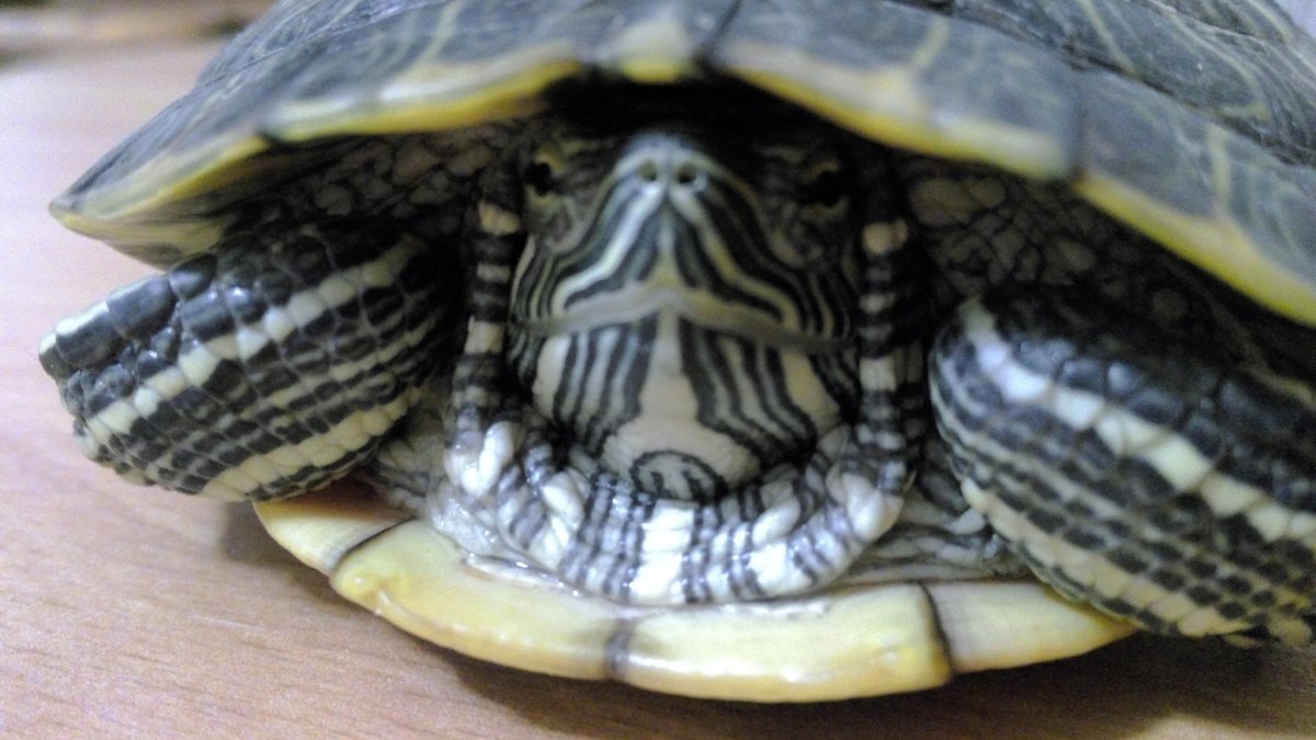 Красноухая черепаха зевает