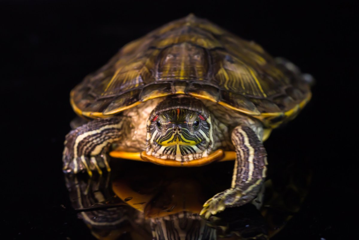 Красноухая черепаха фото