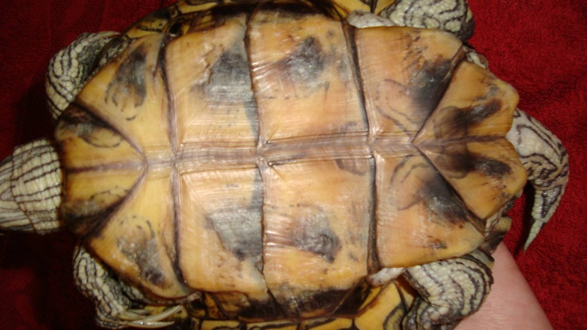 Рахит у красноухой черепахи