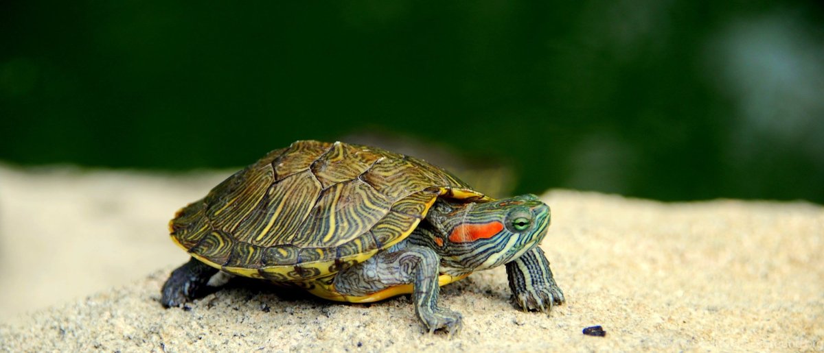 Красноухая черепаха фон