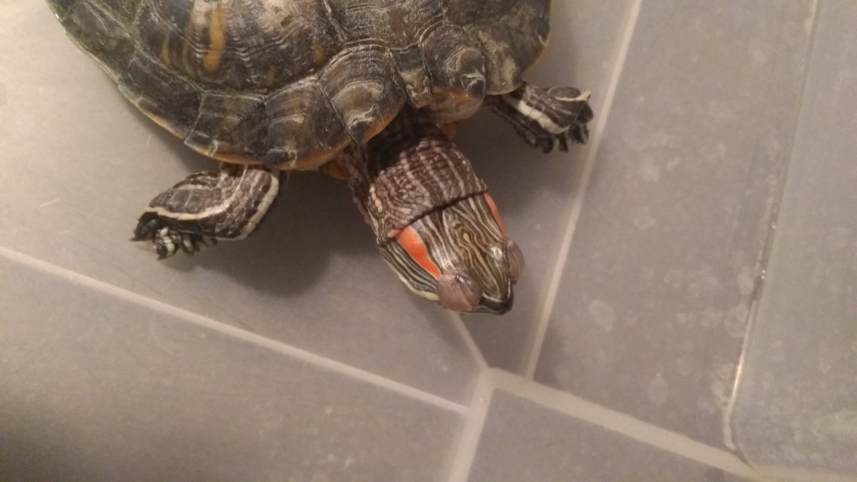 Красноухая черепаха