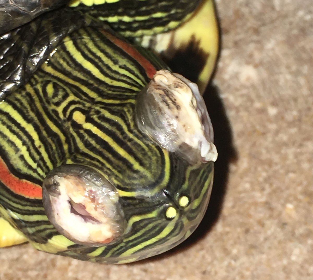 Красноухая черепаха 30 см