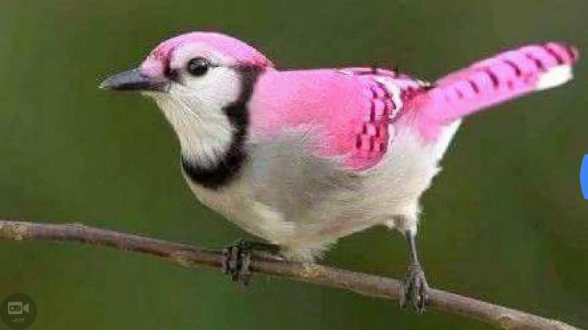 Розовый танагровый певун / Cardellina versicolor