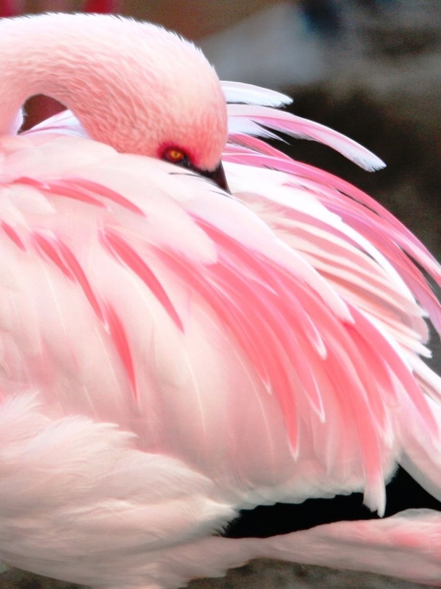 Какаду с розовым хохолком