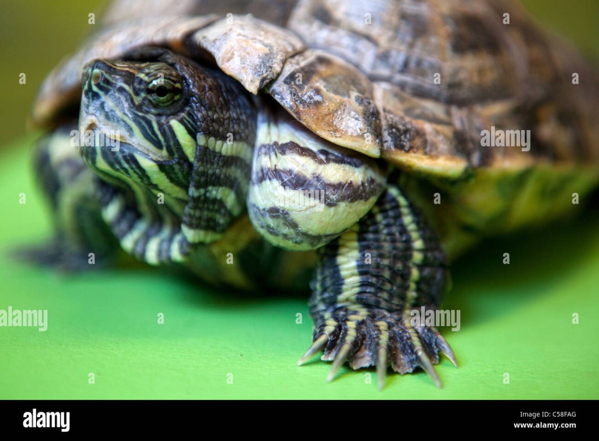 Ожирение у красноухих черепах