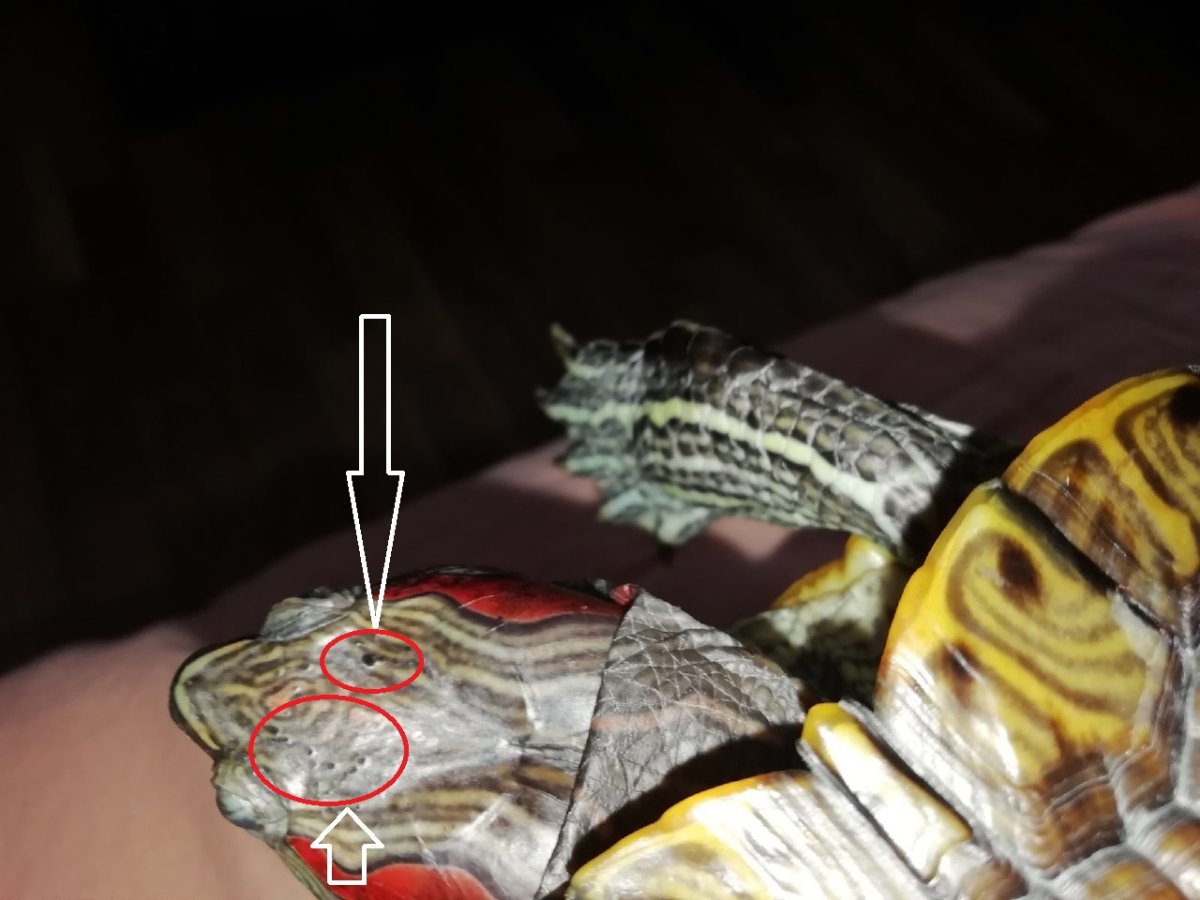 Красноухая черепаха клюв