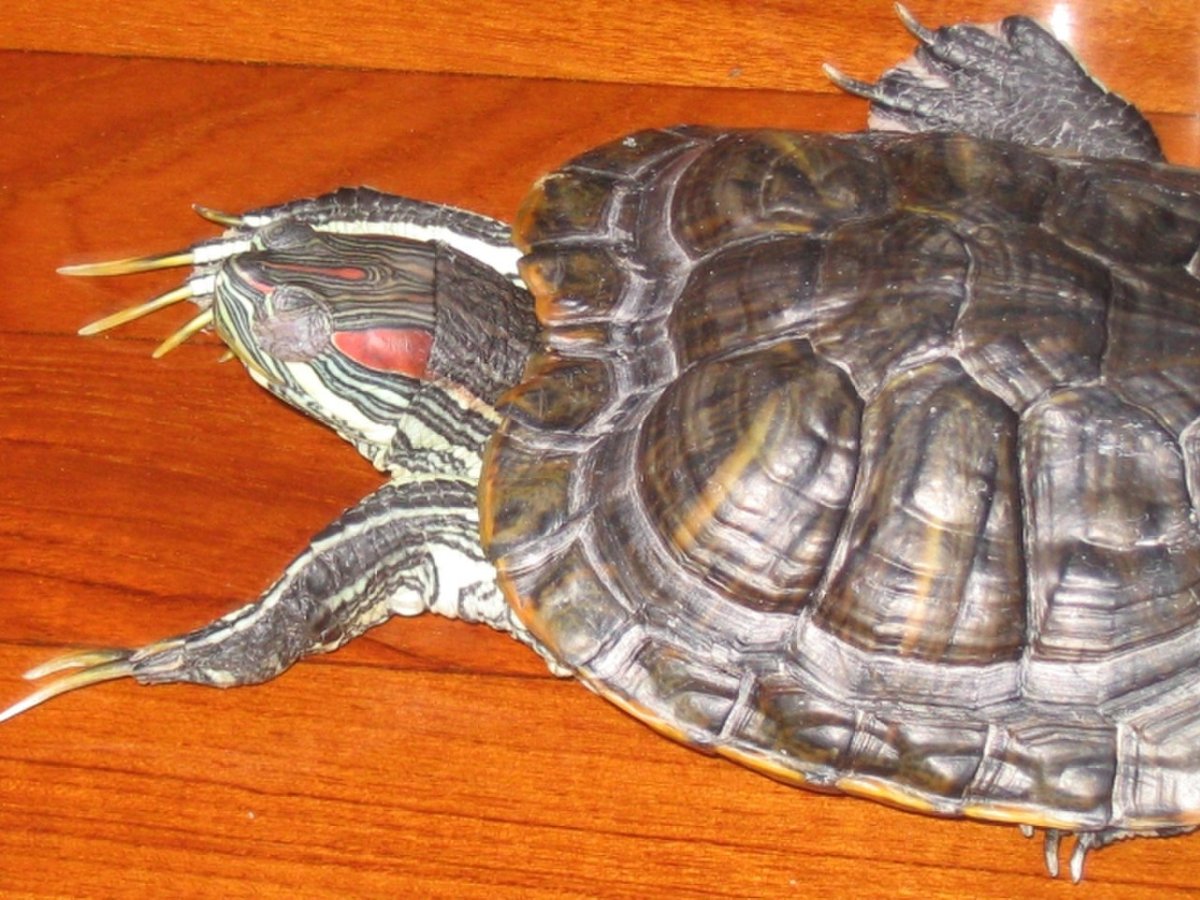 Черепаха комнатная
