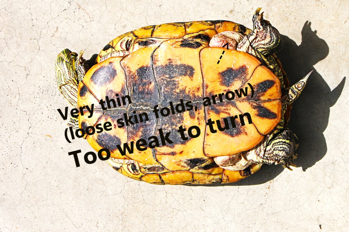 Красноухая черепаха маленькая