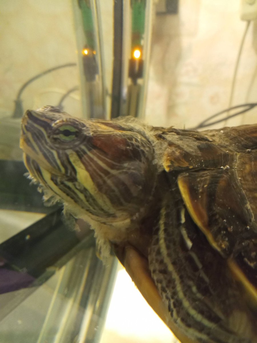 Красноухая черепаха