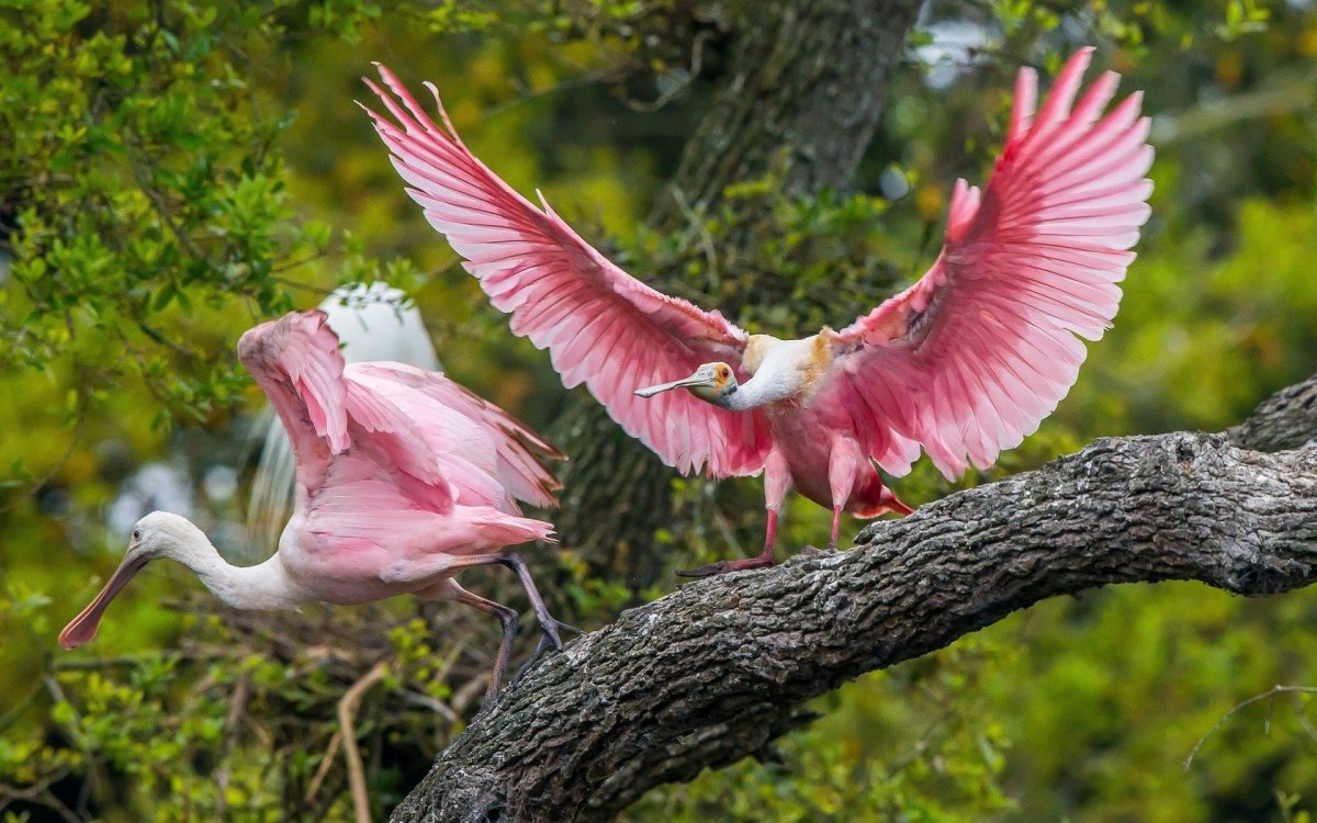 Roseate Spoonbill птица