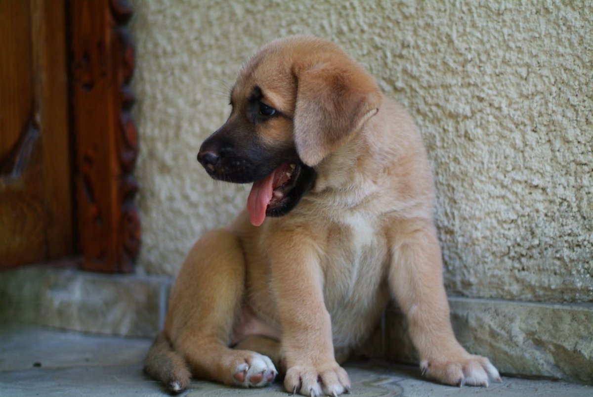 Щенки помесь алабая и немецкой овчарки