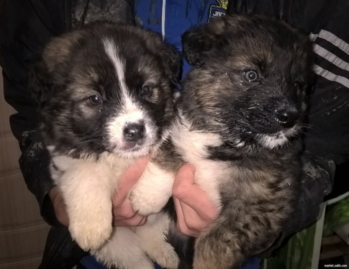 Смесь алабая и кавказской овчарки щенки