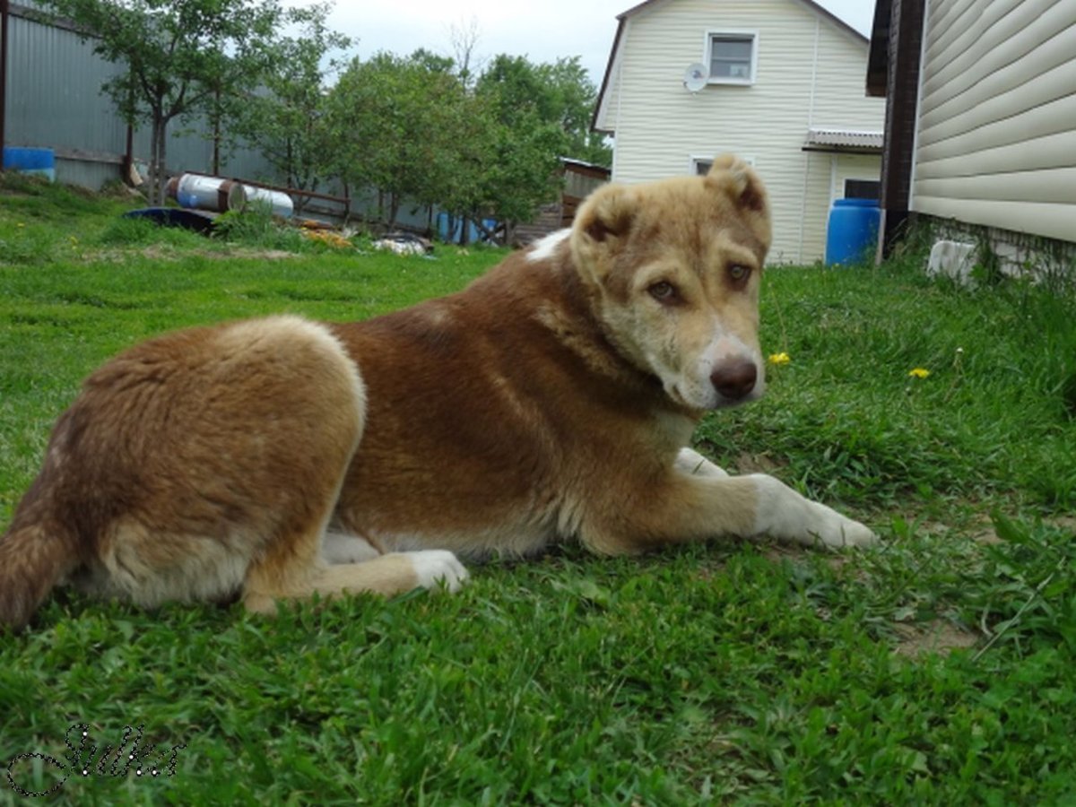 Метис хаски и алабая