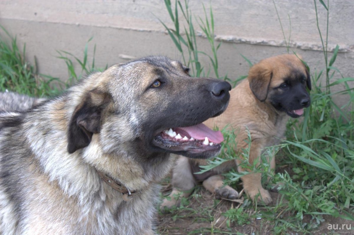 Метис Кавказская овчарка и алабай