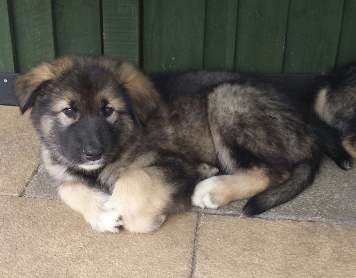 Хаски маламут и кавказской овчарки