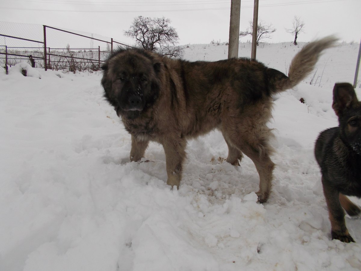 Московская сторожевая и Кавказская овчарка
