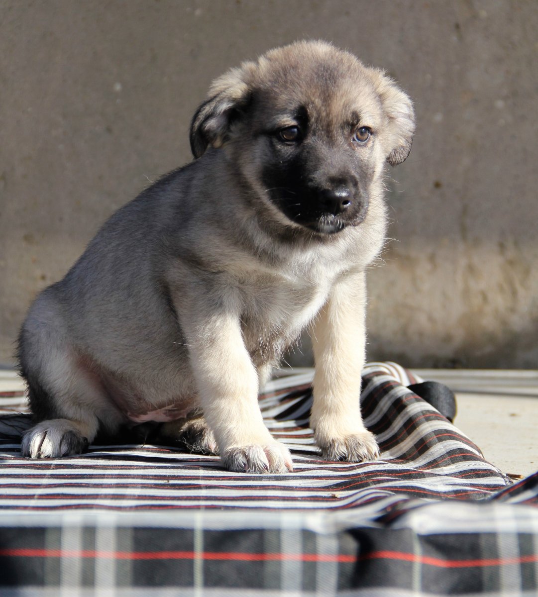 Среднеазиатская овчарка метис