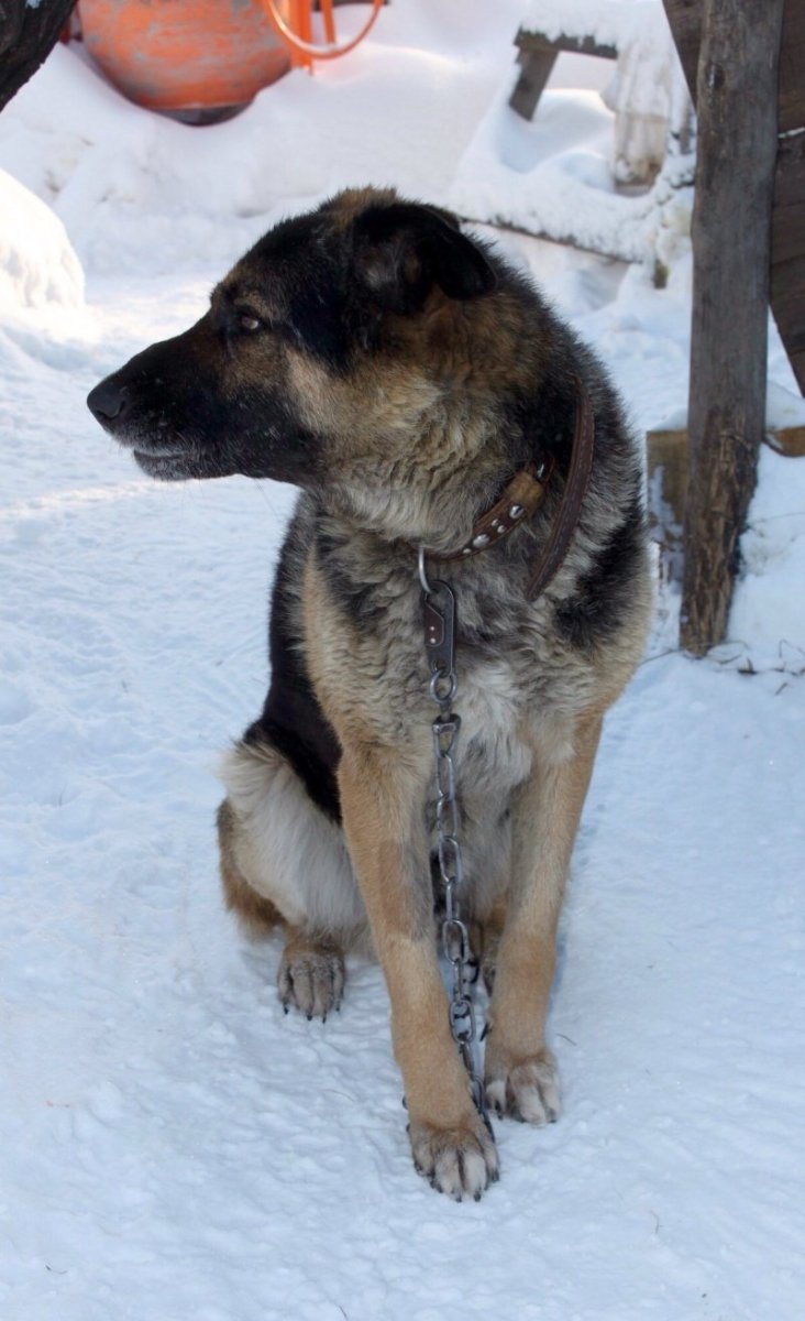 Метис овчарки и волкодава