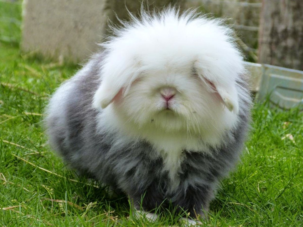 Гигантский ангорский кролик