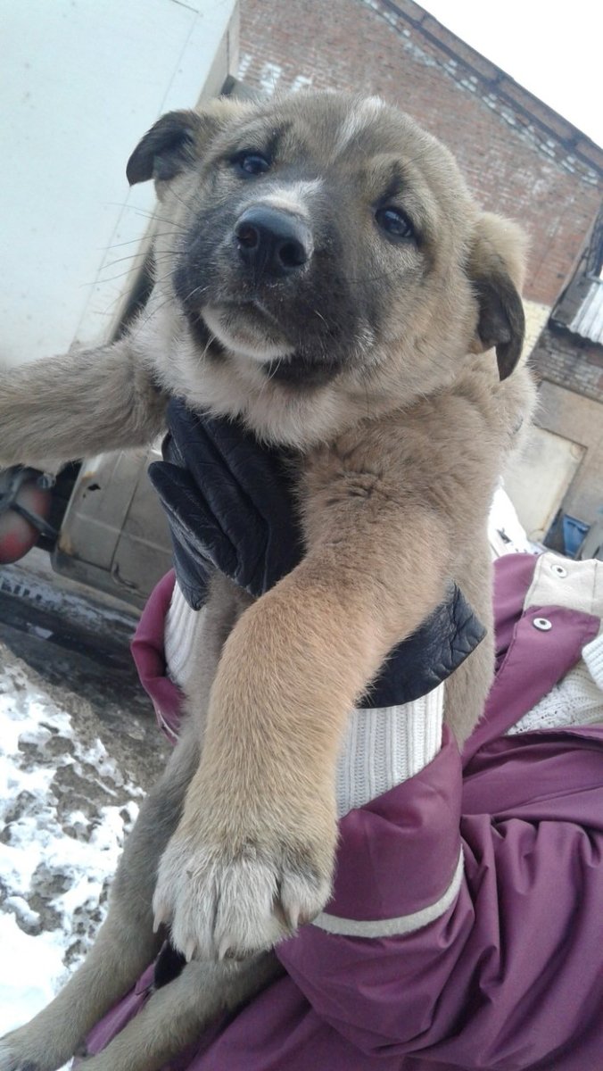 Алабай Метиз афчарка 2 месеца