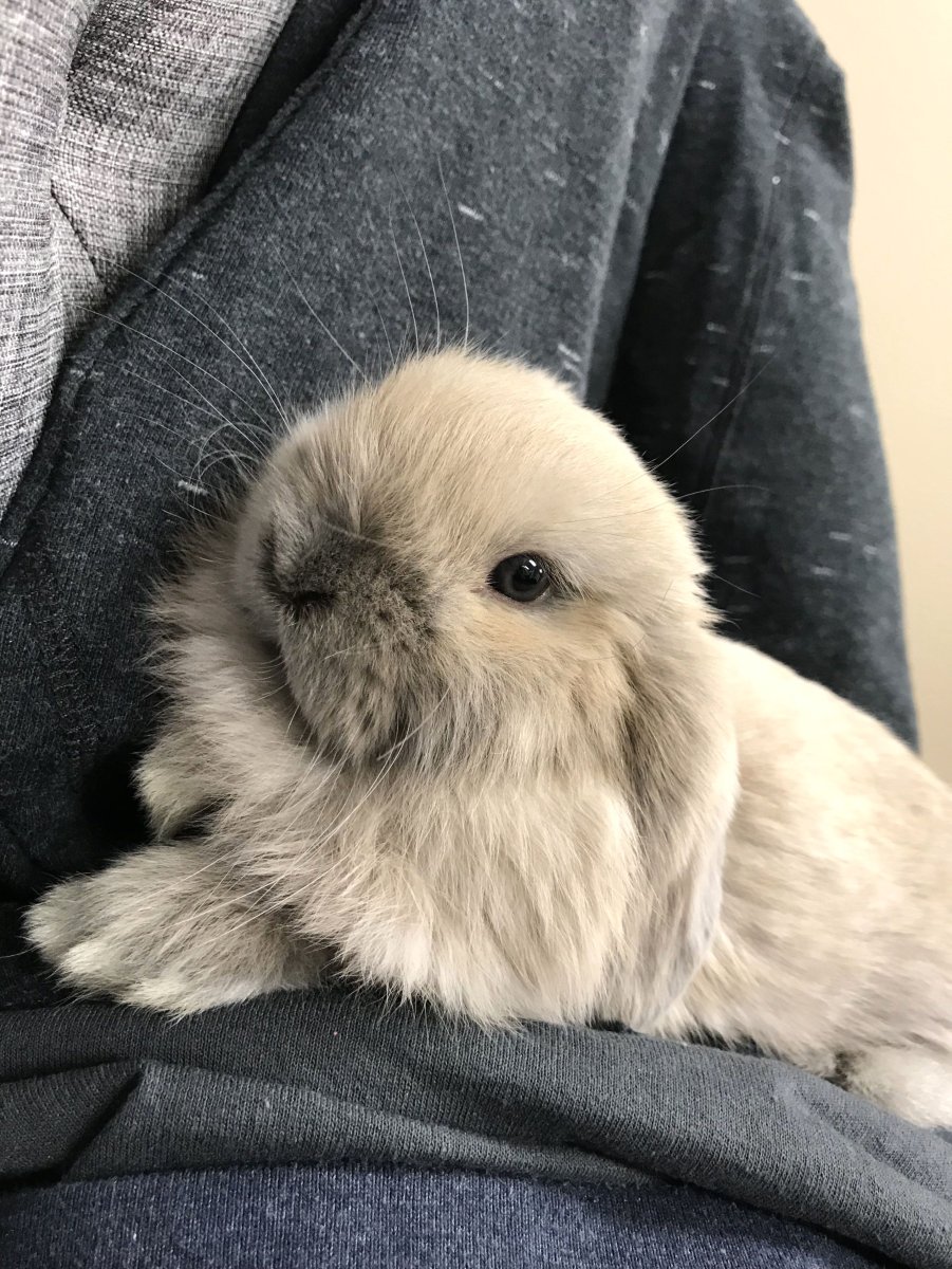 Карликовый кролик Минилоп