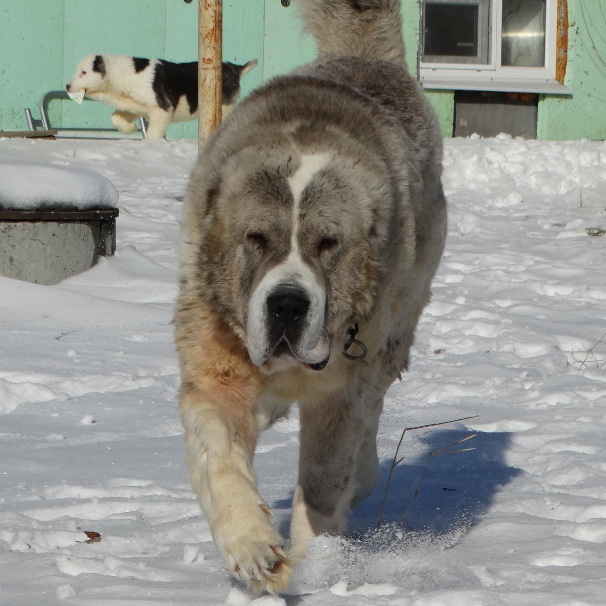Кангал и алабай