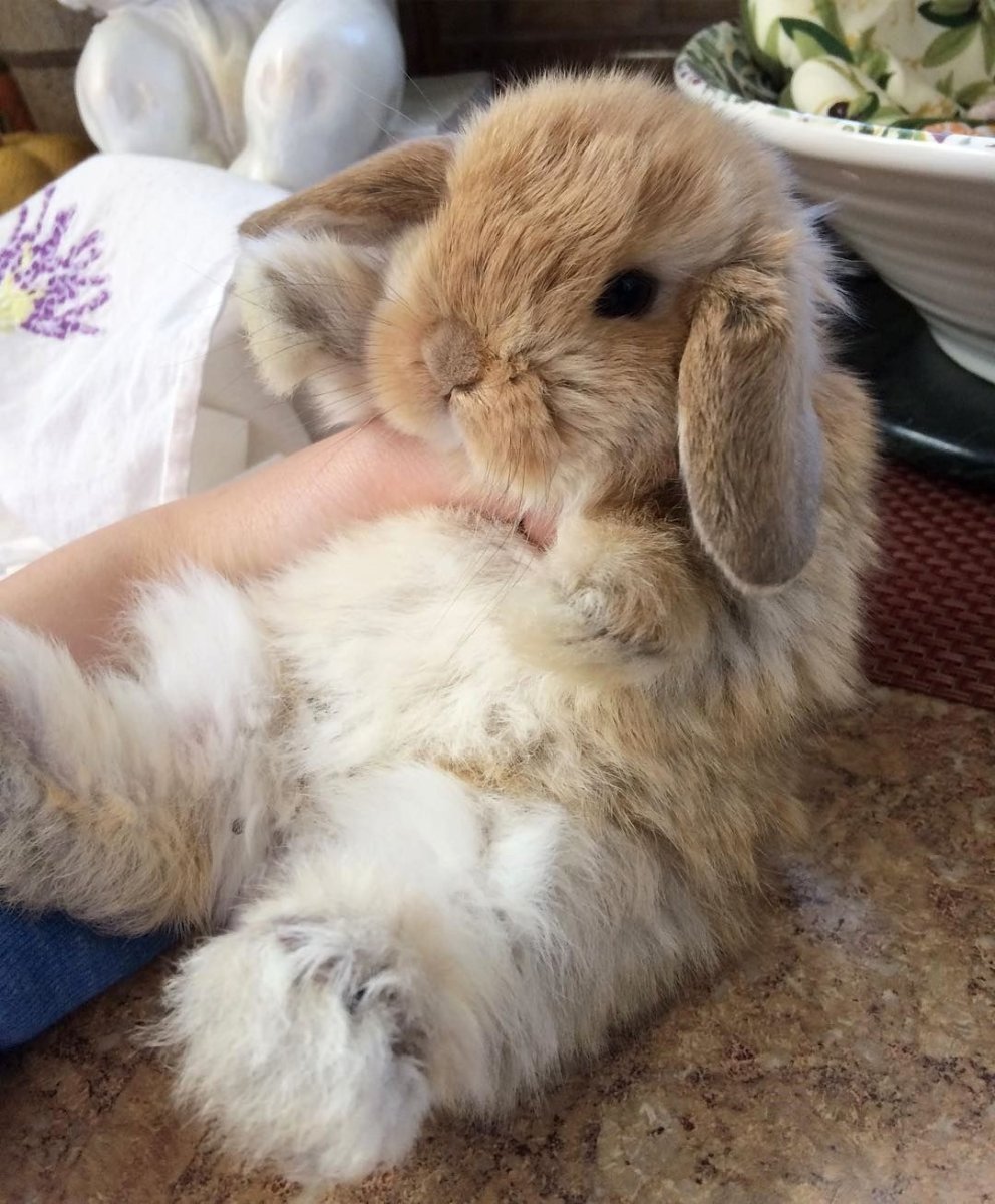 Подстричь декоративного кролика