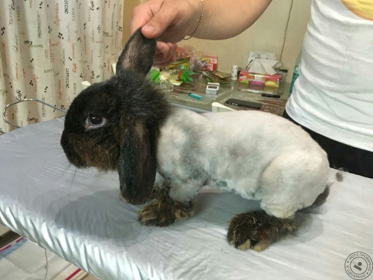Стрижка кролика