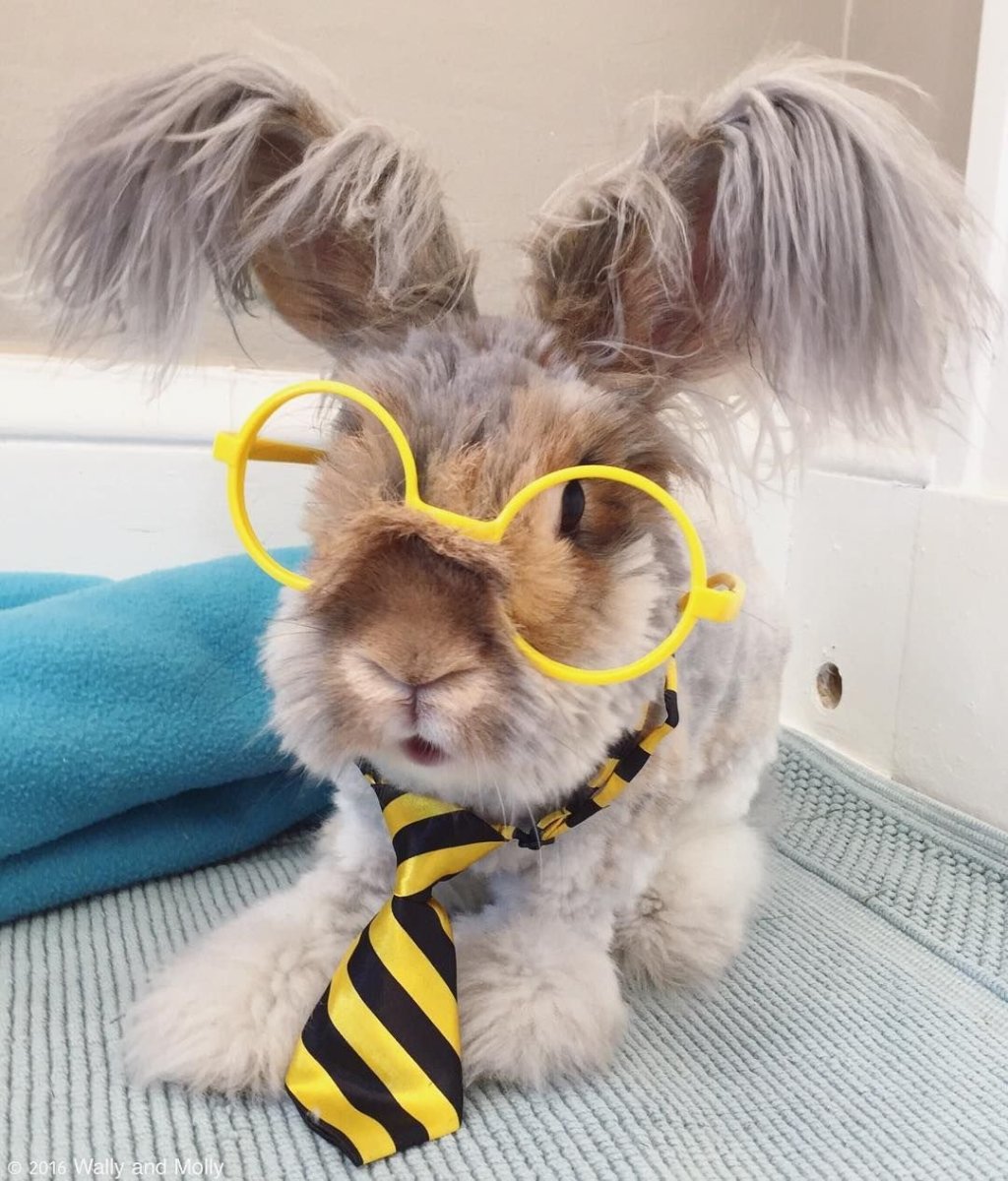 Ангорские кролики Уолли