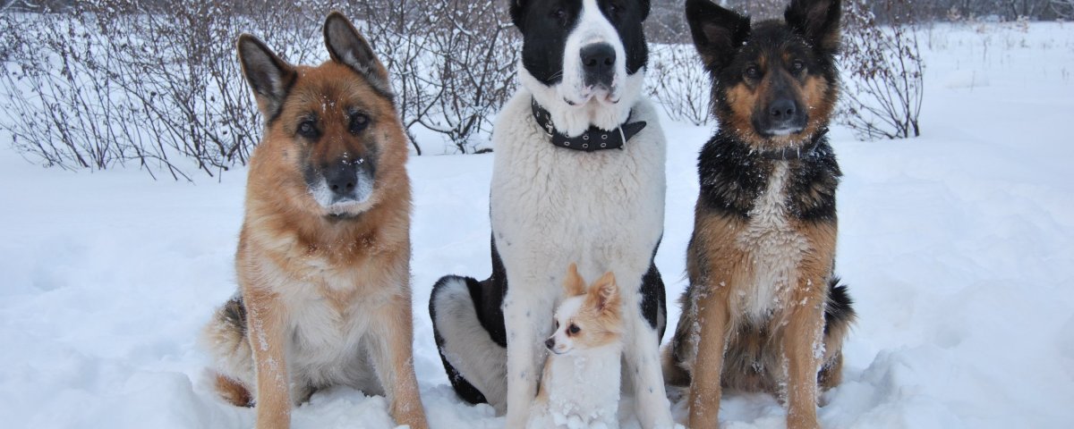 Алабай и немецкая овчарка