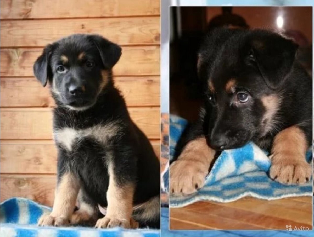 Щенок метис овчарки немецкой 2 мес
