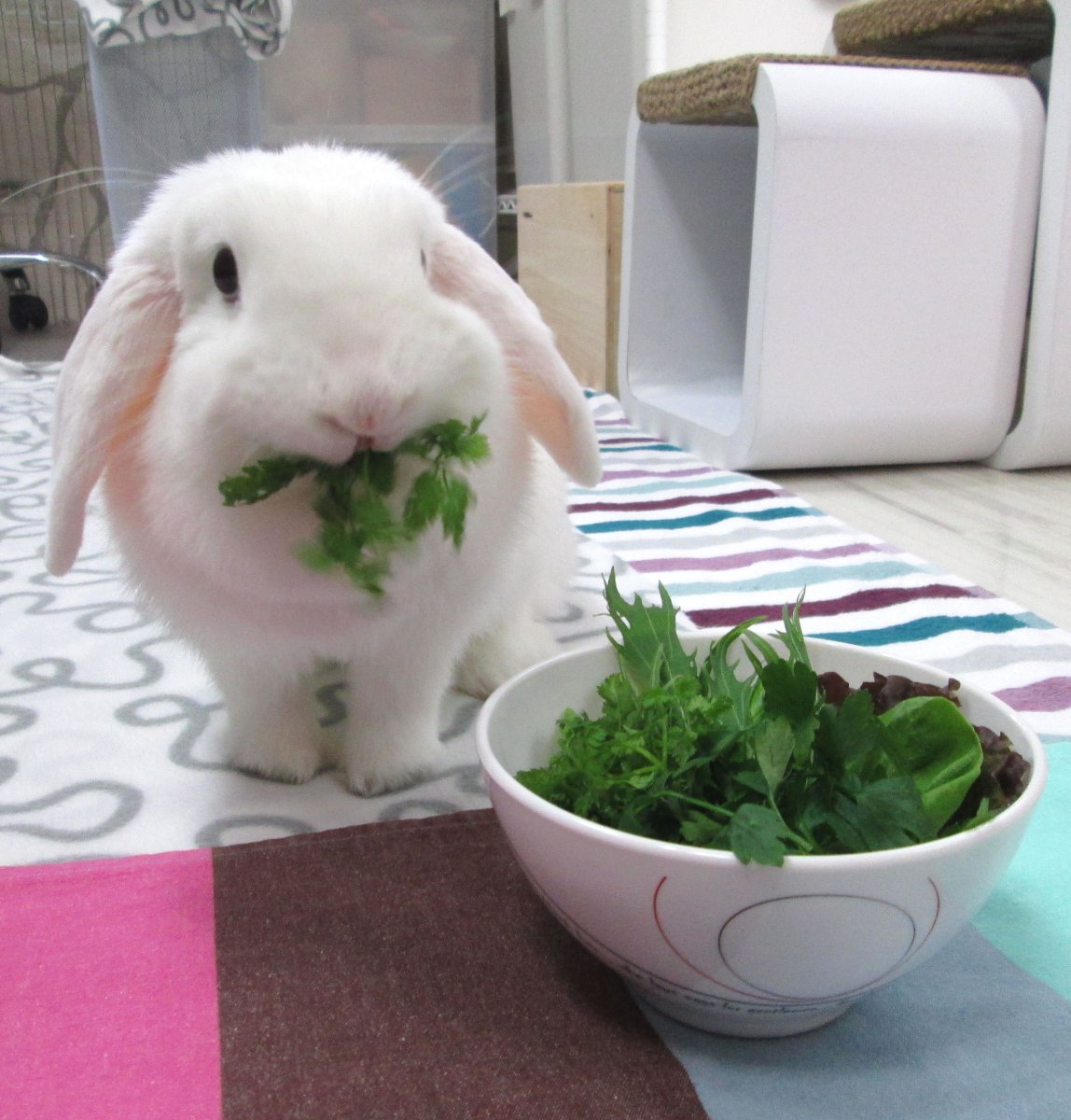 С добрым утром кролик